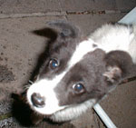 �q���̃A�[�`